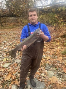 Finest Steelhead In Lake Erie 